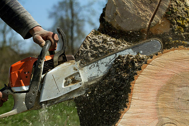 Best Tree Cabling and Bracing  in Dash Point, WA